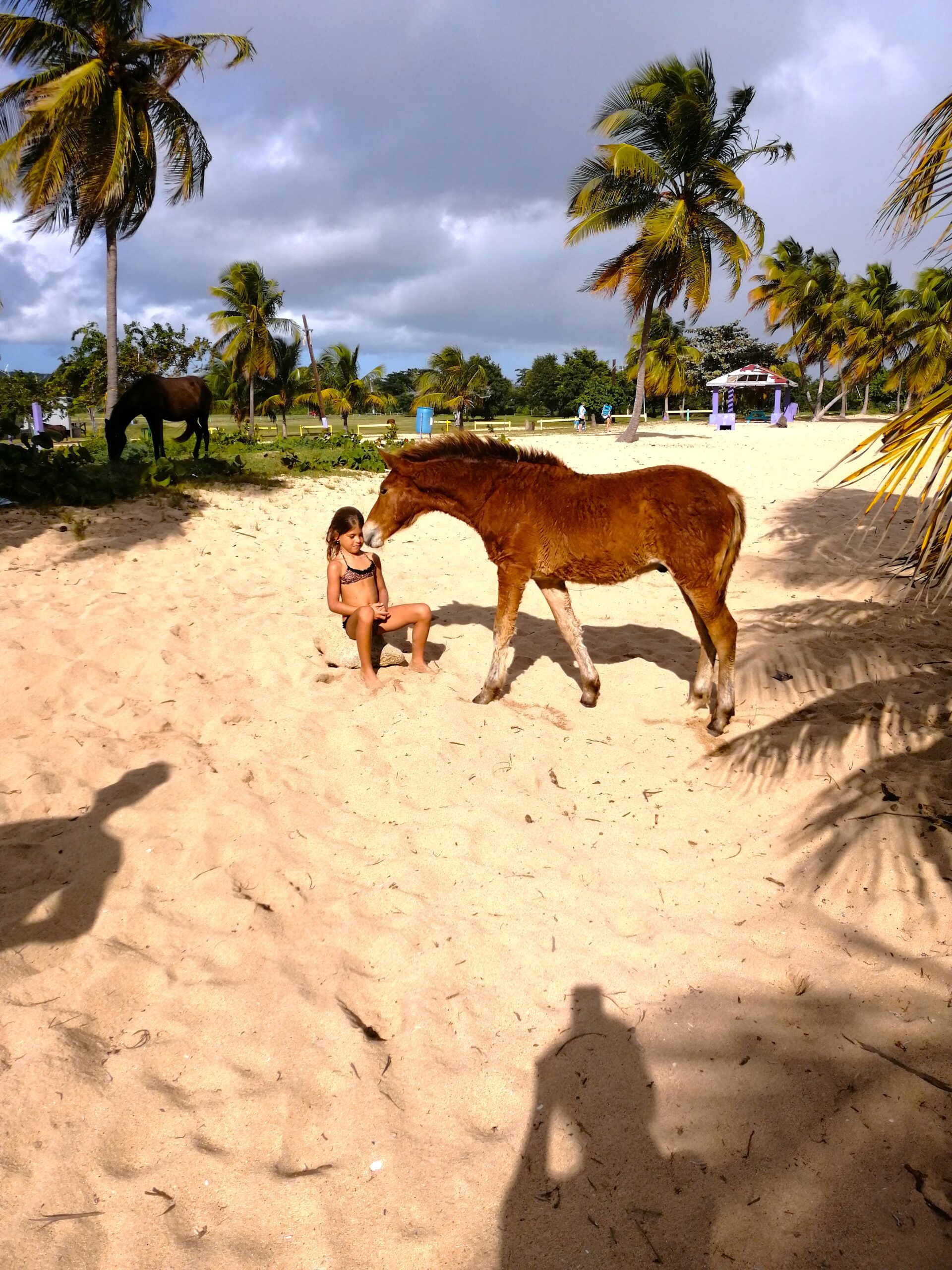 Az öböl, ami a világon a legfényesebben világít-Vieques, Puerto Rico