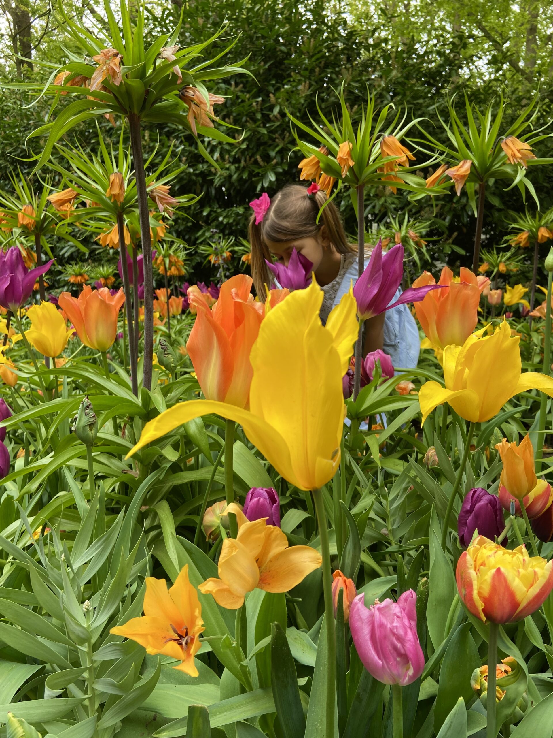 Keukenhof, a mesebeli virágoskert